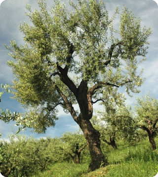 olives-south-africa